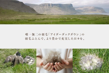 アイダー 羽毛布団 キング 掛け ［ウォルター・ピンク］アイスランド アイダーダック ダウン95％ 【富士新幸 花巻工房】【1600】