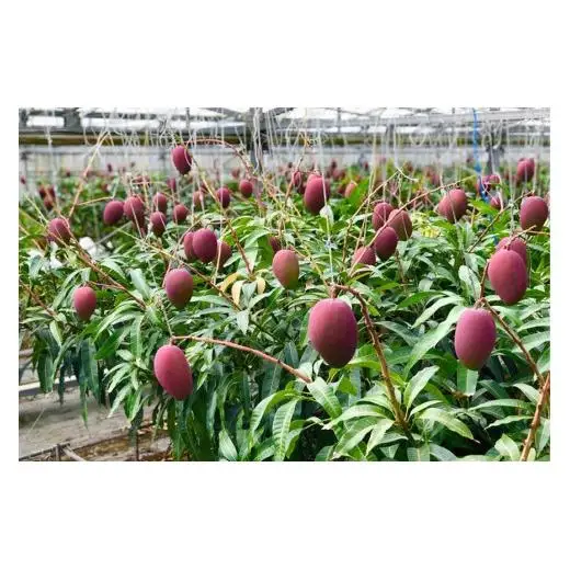 【宮古島産マンゴー】ご家庭用 1kg（2-3玉）マンゴーファーム宮古島（FQ011）