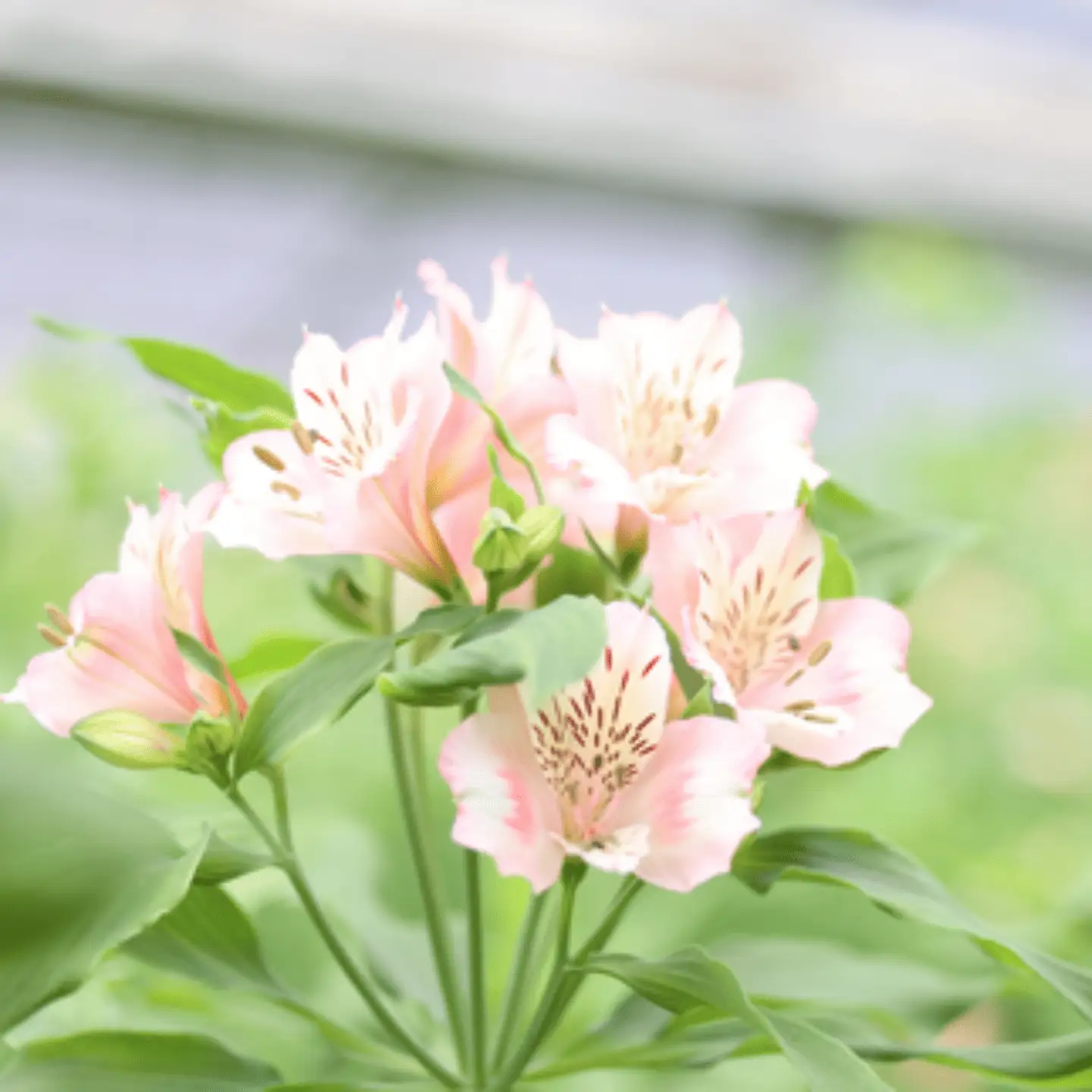 定期便６回便　切り花 アルストロメリア【生花・多少の茎曲がり有　花丈70cm・35本前後】９～３月（KS-T506）