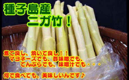 【 5月～6月 先行予約 】 種子島 産 ニガダケ (根本部分と先部分) 計2kg　NFN498【250pt】  
