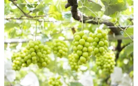 【2026年発送★先行予約】オギノフルーツ定期便（桃 約2kg・シャイン 1.2kg以上） 136-013-26y