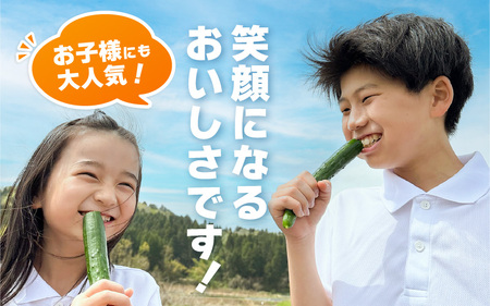【先行予約】【訳あり】期間限定 太陽の光サンサンと浴びた「SunSun きゅうり」 2kg以上【2026年7月上旬以降順次発送】【胡瓜 野菜 漬物】 [e35-a056]