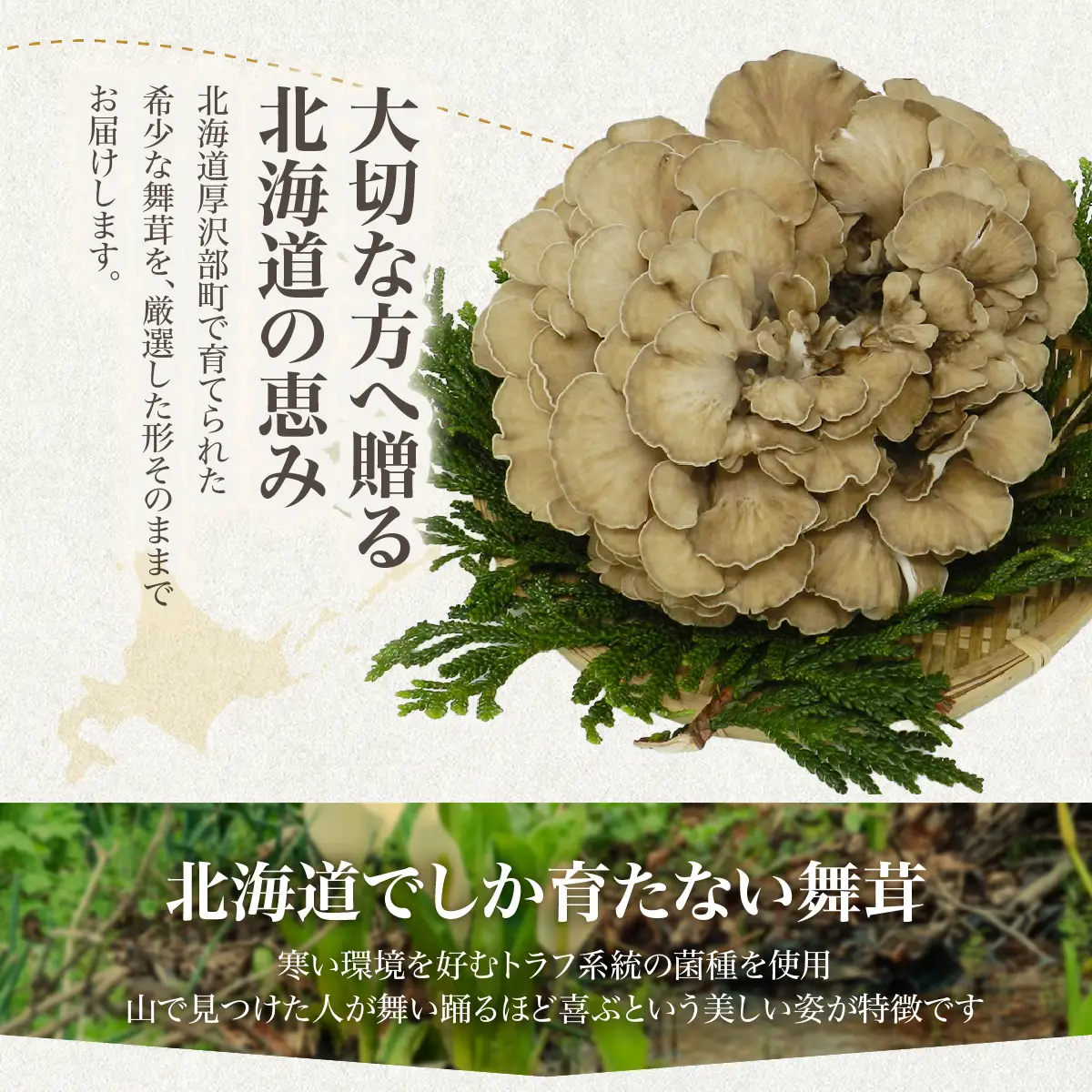 【肉厚・香り豊か】厚沢部の極み えぞ舞茸 350g×3個 ご家庭用（バラタイプ） 北海道厚沢部町産 渋田きのこ園 冷蔵直送 ASM002