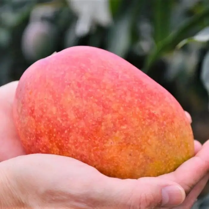 【2026年 先行予約】奄美完熟マンゴー 訳あり 家庭用 約1kg(2～3玉入り)  | マンゴー