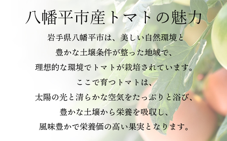 【2026年7月中旬発送開始予定】 岩手県産 採れたて ミニトマト サマー千果 約1kg 【十一代目藤助】 ／ ミニ トマト とまと 新鮮 旬 プチトマト 野菜 やさい 期間限定 季節限定 国産 八幡平市産 産地直送 農家直送 おすすめ オススメ 1キロ