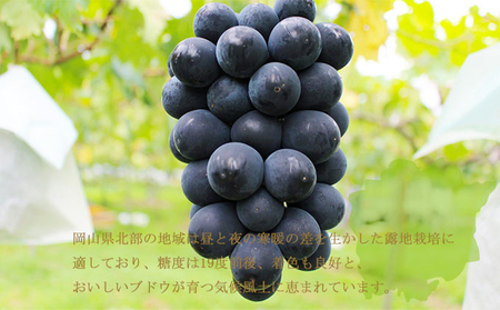 ぶどう 2026年 先行予約 ブラックビート 約600g×2房  ブドウ 葡萄  岡山県産 国産 フルーツ 果物 ギフト 岡山のブドウ デザート 食べ物 日本産 