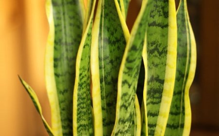 観葉植物 サンスベリア 6号 カラーポット 白 約65～75cm