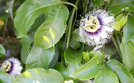 2026年発送【奄美大島産】香り爽やかパッションフルーツ 約2kg 果物 フルーツ