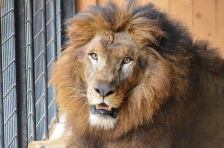 大内山動物園 入園券 大人１枚 小人１枚 ／ 動物園 チケット エサ付き 旅行 家族旅行 三重県 大紀町