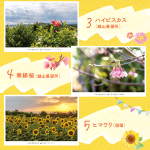 花と癒しの島！沖永良部島オリジナルポストカード（花編） W060-002u 雑貨 日用品
