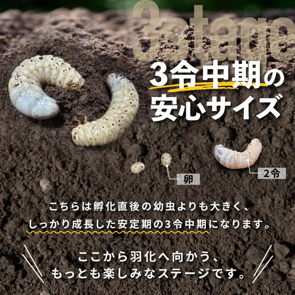【先行予約】ヘラクレスオオカブト3令幼虫ペア ※育て方の説明書付き※配送不可地域あり【2026年6月から順次発送】