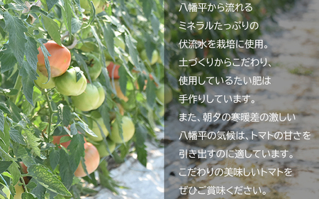 【2026年7月上旬発送開始予定】 岩手県産 こだわり 大玉トマト 約2kg ／ 大玉 とまと トマト 新鮮 大玉とまと 旬 サラダ トマトジュース 夏野菜 旬野菜 季節野菜 期間限定 季節限定 野菜 お野菜 産地直送 農家直送 美味しい おいしい 人気 八幡平市産 国産 おすすめ オススメ 【田村和大】