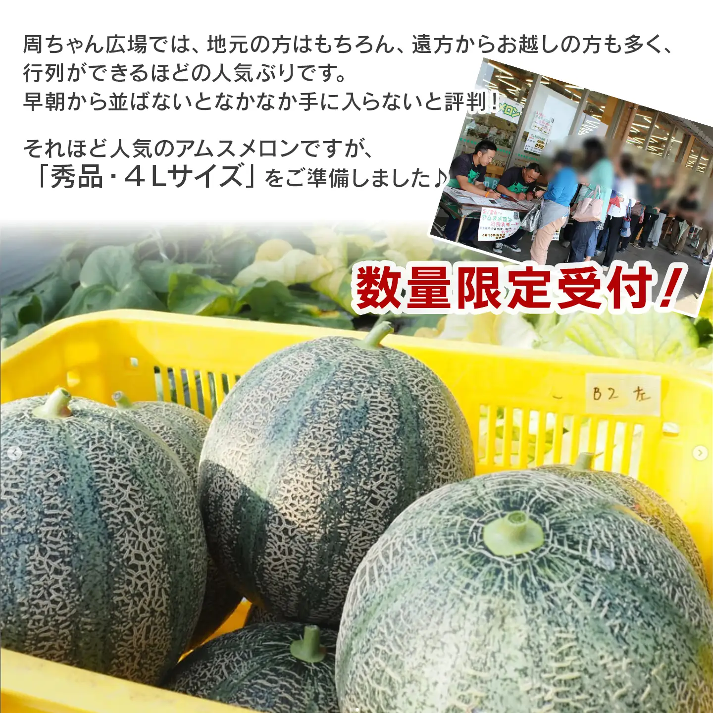 【2026年6月発送】周桑産アムスメロン（秀品）4Lサイズ2玉入 メロン