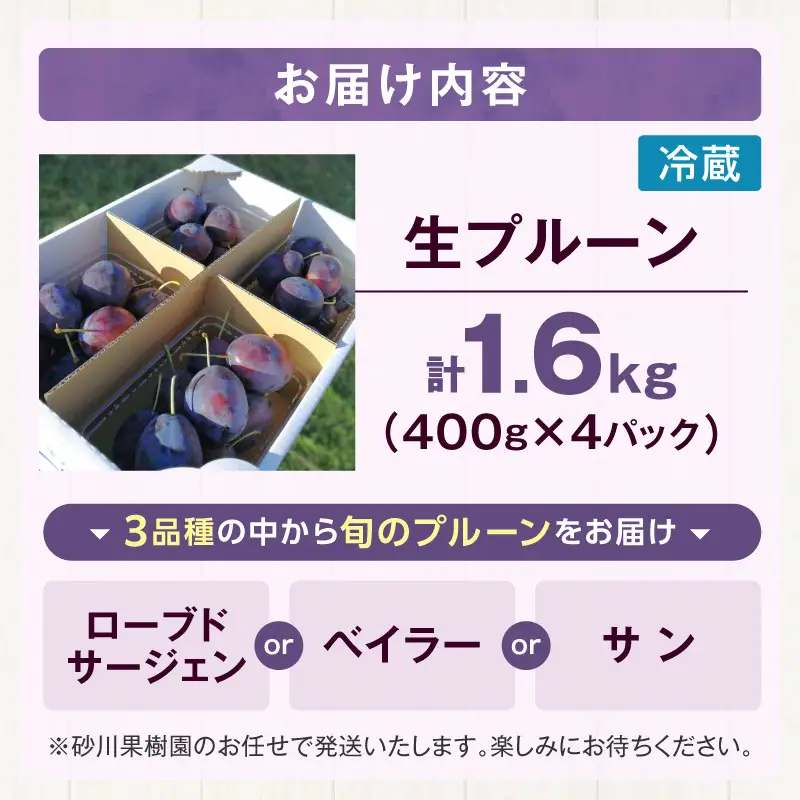 【先行予約：2026年8月中旬より発送】余市の砂川果樹園が贈る【余市の生プルーン】1.6kg_Y033-0040