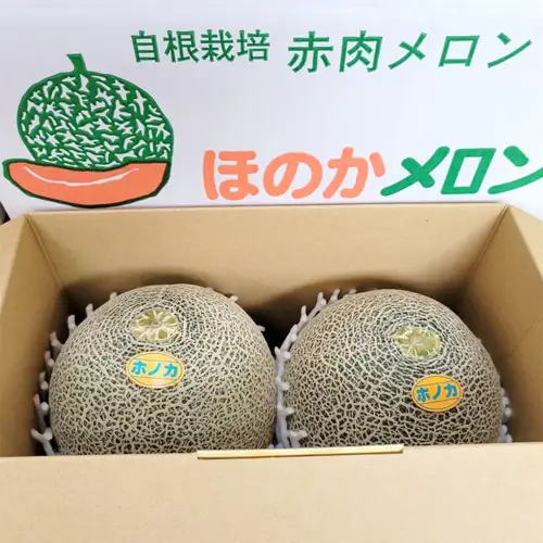 【先行予約】茨城県産ほのかメロン2玉 (2026年7月下旬から発送開始) | メロン