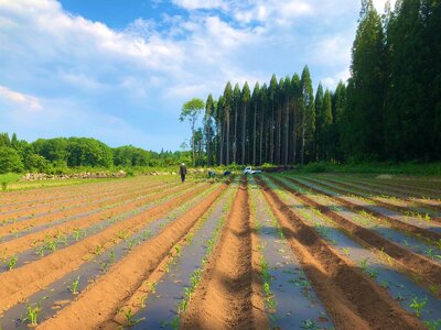 【2026年夏の予約受付開始！】 小林農園のとうもろこし（16～18本セット）　信濃町産サニーショコラ｜令和8年8月上旬からのお届け予定　生産者直送 2026年夏出荷分 先行予約【長野県信濃町ふるさと納税】