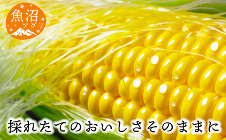 魚沼産 冷凍生とうもろこしと冷凍粒とうもろこしのセット 野菜 国産 日本産 簡単 便利 コーン 冷凍コーン ゴールドラッシュ 新潟県産 食材 食べ物 直送 産地直送 
