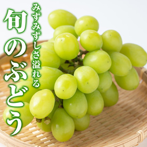 ≪先行予約受付中！2026年8月中旬以降順次発送≫ シャインマスカット(約900g・2房) 国産 九州産 鹿児島産 シャインマスカット マスカット 葡萄 ぶどう ブドウ 果物 くだもの フルーツ 贈答 贈り物 ギフト プレゼント 旬 【大倉野 隆】_y417