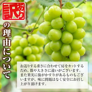 ≪先行予約受付中！2026年8月中旬以降順次発送≫ 訳あり！シャインマスカット(約1.2kg) 国産 九州産 鹿児島産 湧水町 マスカット 葡萄 ぶどう ブドウ 果物 くだもの フルーツ 旬 訳アリ ワケあり 家庭用 種無し 種なし 【大倉野 隆】_y418