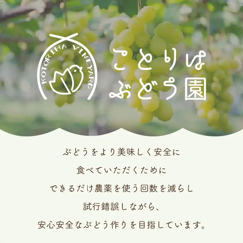 泉州ぶどう 雄宝 1房【065D-011】