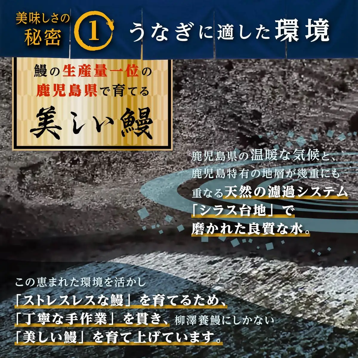 【土用丑の日】うなぎの柳澤　うなぎ蒲焼4尾（計680g）