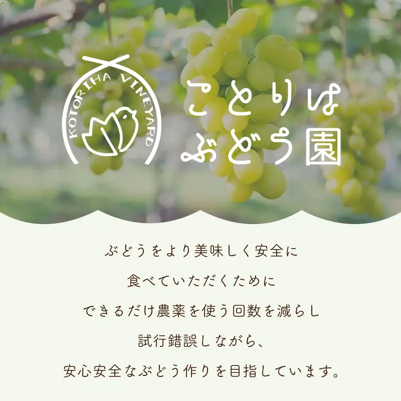 泉州ぶどう 黒耀とサニードルチェのセット【065D-014】