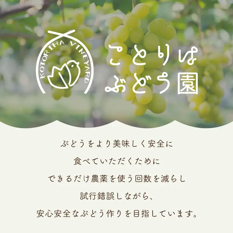 泉州ぶどう シャインマスカット 2房【065D-015】