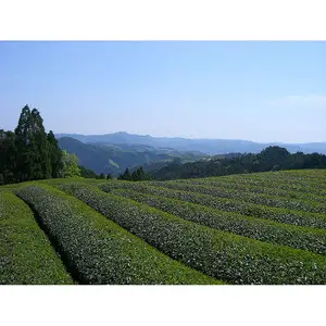 【新茶】ギフト用 八女新茶　八十八夜摘み（100g×2袋）【2026年5月発送開始】 013-005-GFT