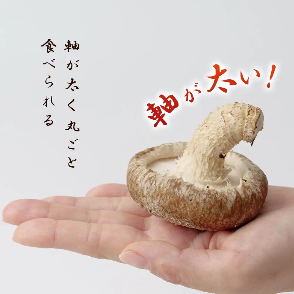 行田産こだわり生椎茸 約1.04kg No.004