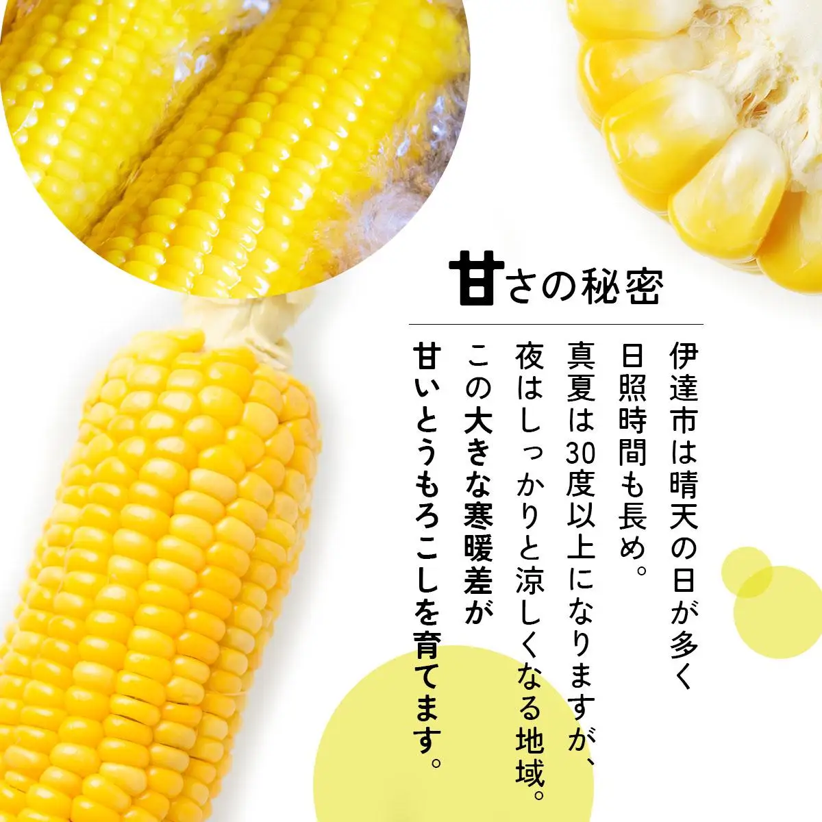 ＜先行予約＞【2026年発送】北海道産 とうもろこし 味来 L～LLサイズ 20本入り【55250823】トウモロコシ みらい ミライ とうきび スイート イエロー コーン 旬 新鮮 朝もぎ 農作物 甘い お取り寄せ 産地直送 送料無料