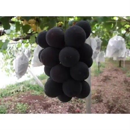 ハウス種無しピオーネ(3～4房)/80【配送不可地域：離島】【1299403】