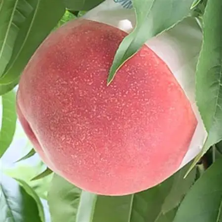 もも(6～8玉)/80【配送不可地域：離島】【1299423】