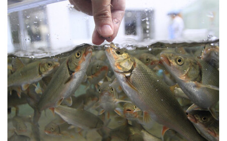 508 世界淡水魚園水族館　アクア・トトぎふ　入館券（大人2枚・小学生1枚）