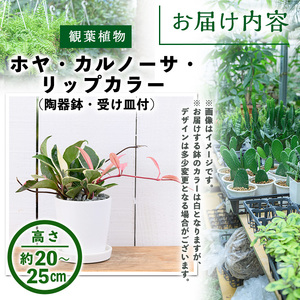 ＜観葉植物＞ホヤ・カルノーサ・リップカラー(3.5号) (陶器鉢・受け皿付) 観葉植物 植物 インテリア 開店祝い 移転祝い おしゃれ 室内 ギフト プレゼント オフィス 陶器鉢 受け皿 玄関 小型 個性【m24-06】【アイエヌエー】