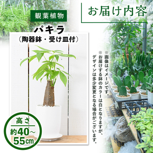 ＜観葉植物＞パキラ(4号) (陶器鉢・受け皿付)観葉植物 植物 インテリア 開店祝い 移転祝い おしゃれ 室内 ギフト プレゼント オフィス 陶器鉢 受け皿 玄関 小型 個性【m24-08】【アイエヌエー】