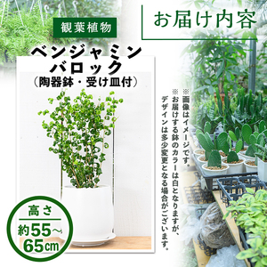 ＜観葉植物＞ベンジャミン バロック(6号) (陶器鉢・受け皿付) 観葉植物 植物 インテリア 開店祝い 移転祝い おしゃれ 室内 ギフト プレゼント オフィス 陶器鉢 受け皿 玄関 小型 個性【m24-11】【アイエヌエー】