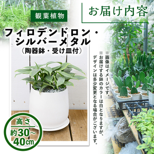 ＜観葉植物＞フィロデンドロン・シルバーメタル(6号) (陶器鉢・受け皿付) 観葉植物 植物 インテリア 開店祝い 移転祝い おしゃれ 室内 ギフト プレゼント オフィス 陶器鉢 受け皿 玄関 小型 個性【m24-14】【アイエヌエー】