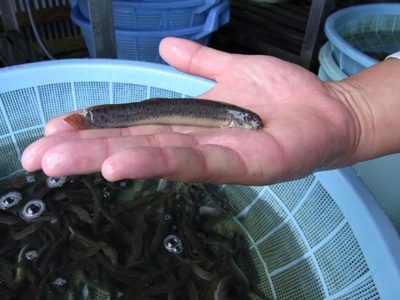 やすぎどじょう500g（女子高生制作どじょう料理レシピBOOK付き）【どじょう 活魚 生きたまま 食用 養殖 やわらかい 弾力 クセがない レシピ付き 魚 美味しい 栄養 食べやすい 新鮮 島根県 安来市】【価格変更】【13-DS-02】