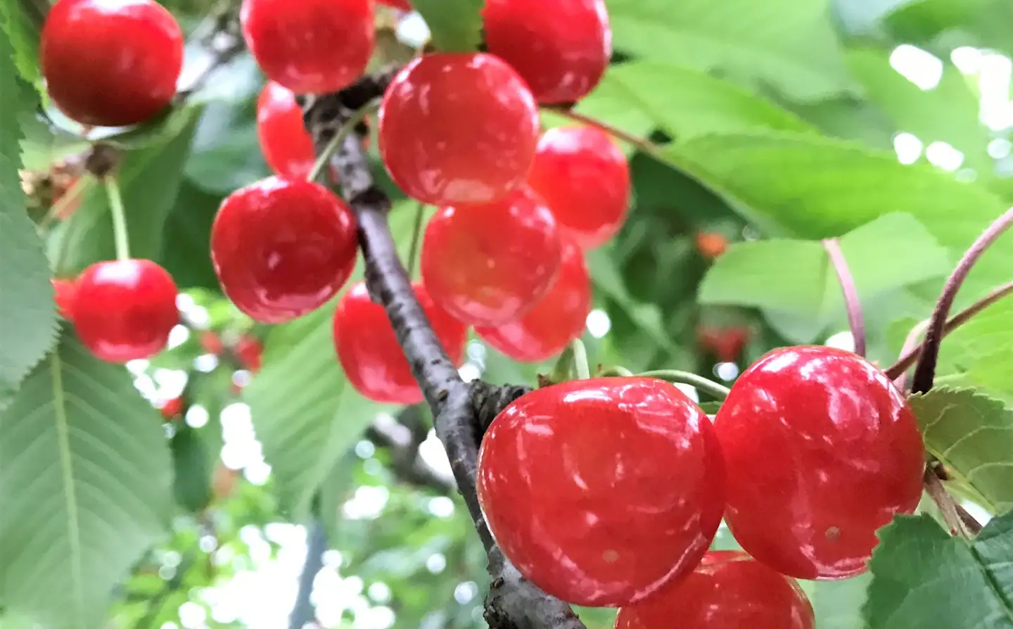 朝採りさくらんぼ（品種おまかせ）９００ｇ以上　ご家庭用　0079-2606