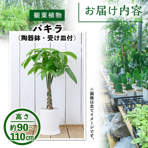 ＜観葉植物＞パキラ(7号) (陶器鉢(オストシリンダー(マットホワイト))・受け皿付) 観葉植物 植物 インテリア 開店祝い 移転祝い おしゃれ 室内 ギフト プレゼント オフィス 陶器鉢 受け皿 玄関 小型 個性【m24-15-A】【アイエヌエー】