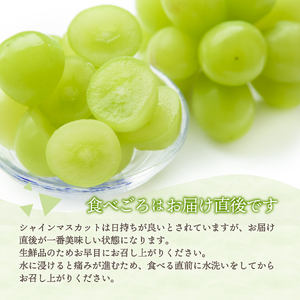 シャインマスカット 黒ぶどうセット (1kg以上) 【2026年発送】 葡萄 シャイン フルーツセット