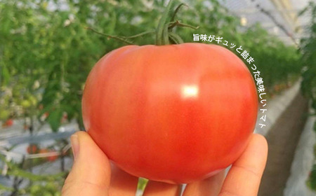 山口県産「由宇とまと」約4kg【おかざき農園】