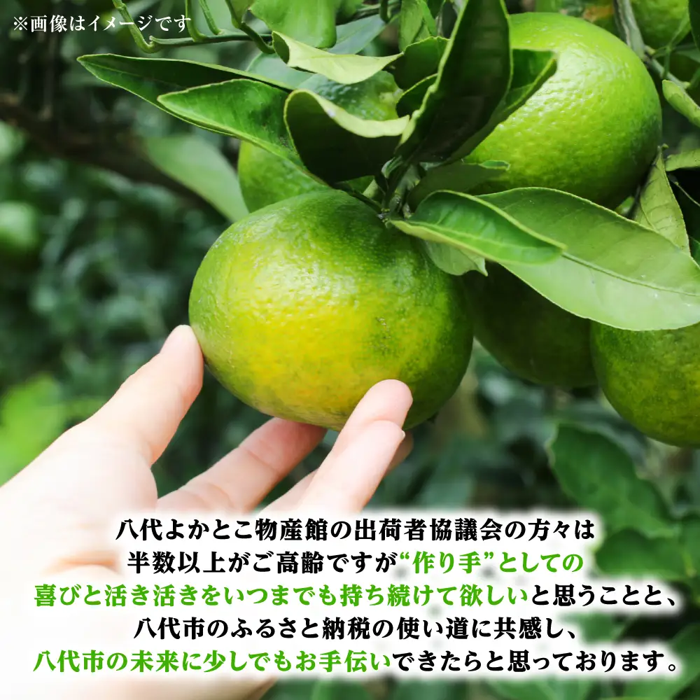【先行予約】スイートスプリング 約5kg 柑橘 【2026年12月上旬より順次発送】