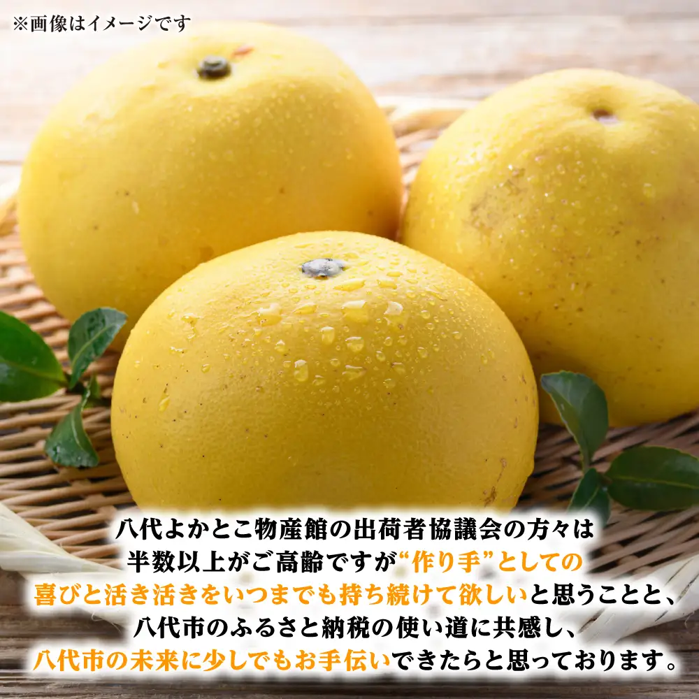 【先行予約】ファーストクイーン 2玉 サラダ感覚 熊本県 八代市産 みかん ザボン 文旦 【2026年10月下旬より順次発送】