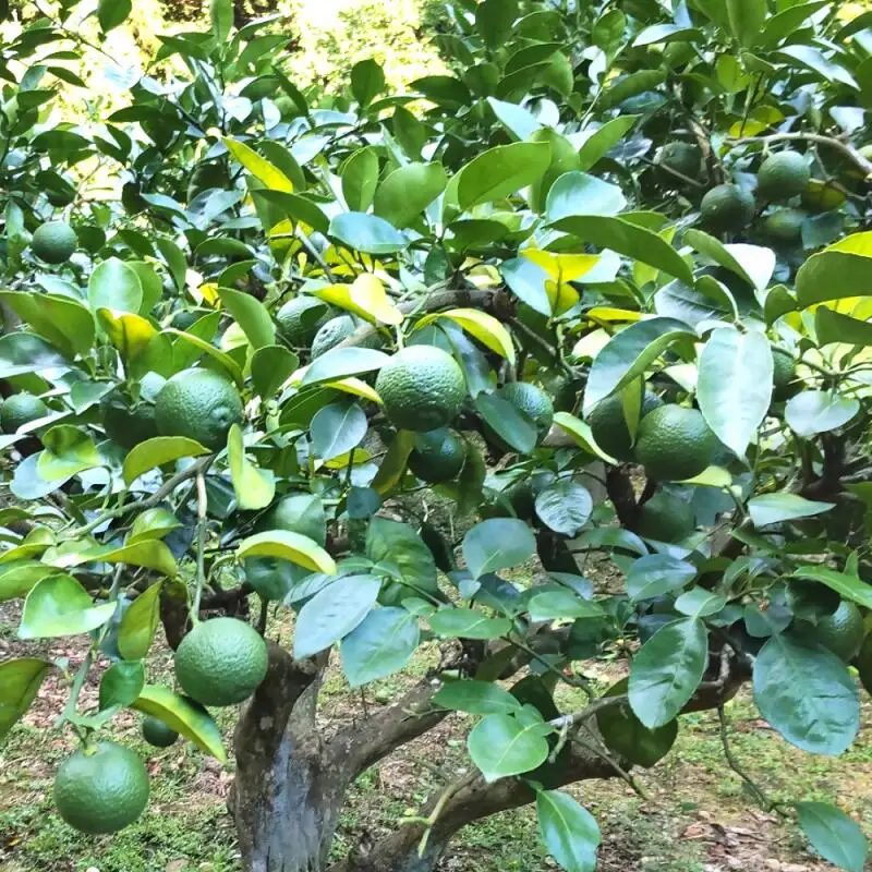 【先行予約】かぼす(2kg) | 豊後高田市 かぼす