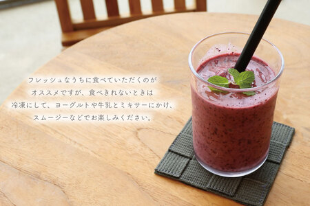 ＼数量限定／【先行予約】 益子町産 フレッシュブルーベリー 1.2kg (300g×4パック) | ブルーベリー  順次発送 フルーツ 新鮮 旬 期間限定  ハイブッシュ系 大粒 ジューシー スムージー (AA019-1)