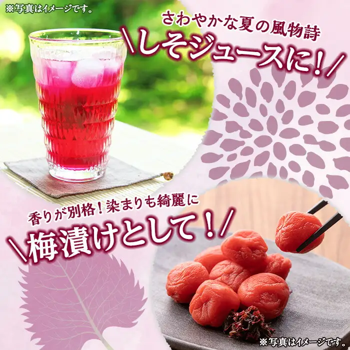 ＜先行予約受付中！2026年6月上旬より順次発送予定＞ 福岡県芦屋町特産 赤しそ (計2kg・250g×8束) 紫蘇 シソ あかしそ 赤しそ 芦屋町産 しそジュース 葉 手作り 手づくり 野菜 やさい 生鮮品 【朝ごはん本舗】as05-067