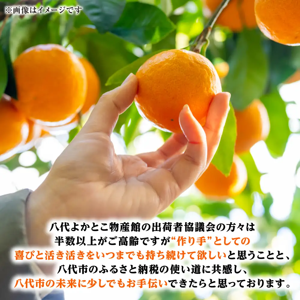 【先行予約】【訳あり】熊本県八代市産 ご家庭用みかん 約5kg ミカン【2026年9月下旬より順次発送】