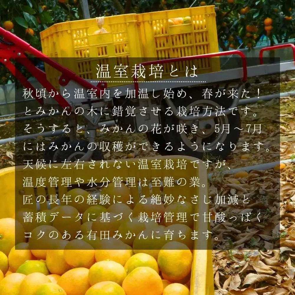【5月出荷予定】ハウスみかん 温室栽培 夏の有田みかん 1kg 秀品 S・M・Lサイズのいずれか 和歌山県 産地直送 みかんの会