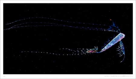 清水町ふるさと大使　海洋生物写真家　峯水亮氏の著書『 Jewels in the night sea　神秘のプランクトン』